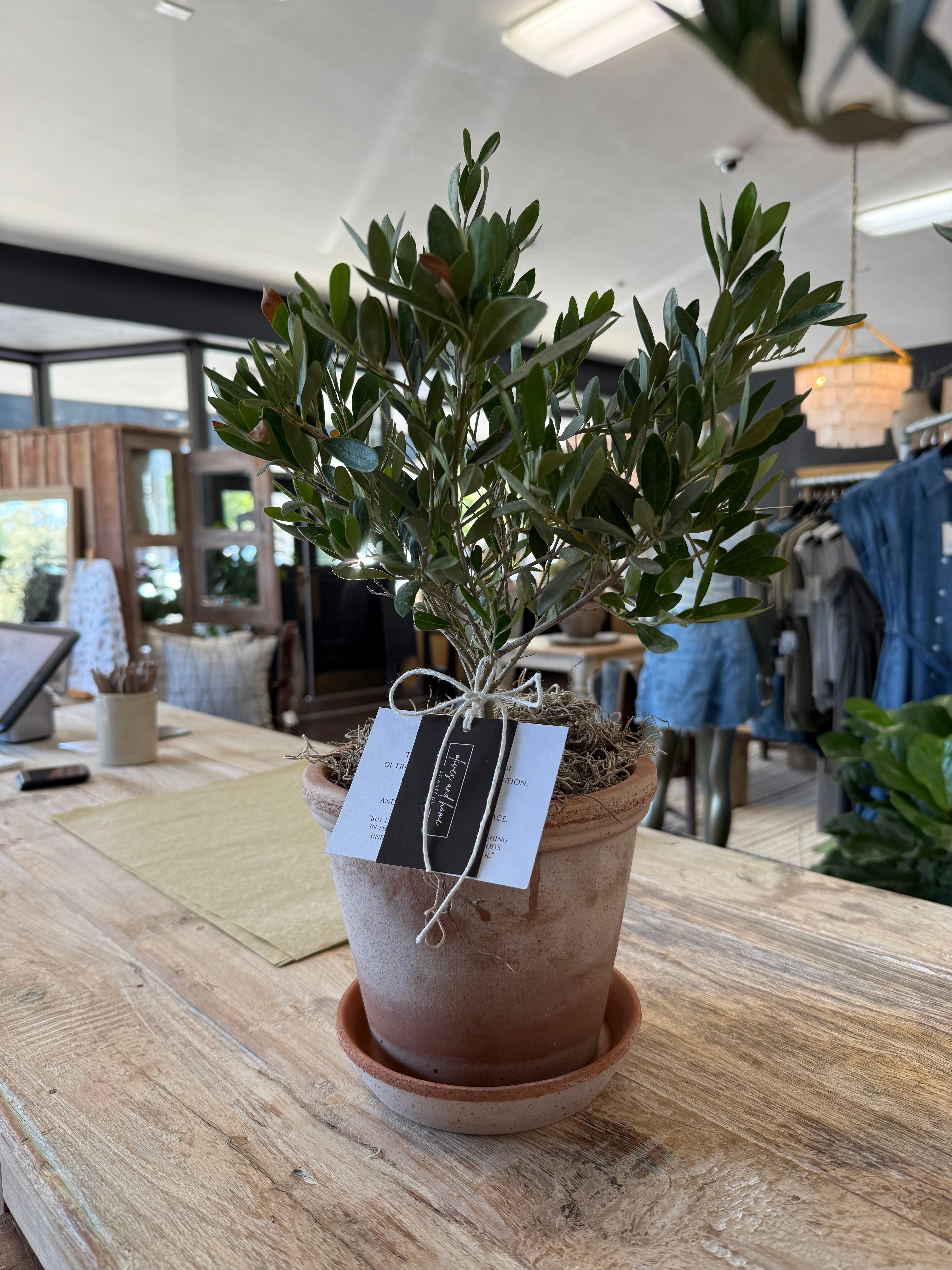 1' Olive Tree with Terracotta Pot