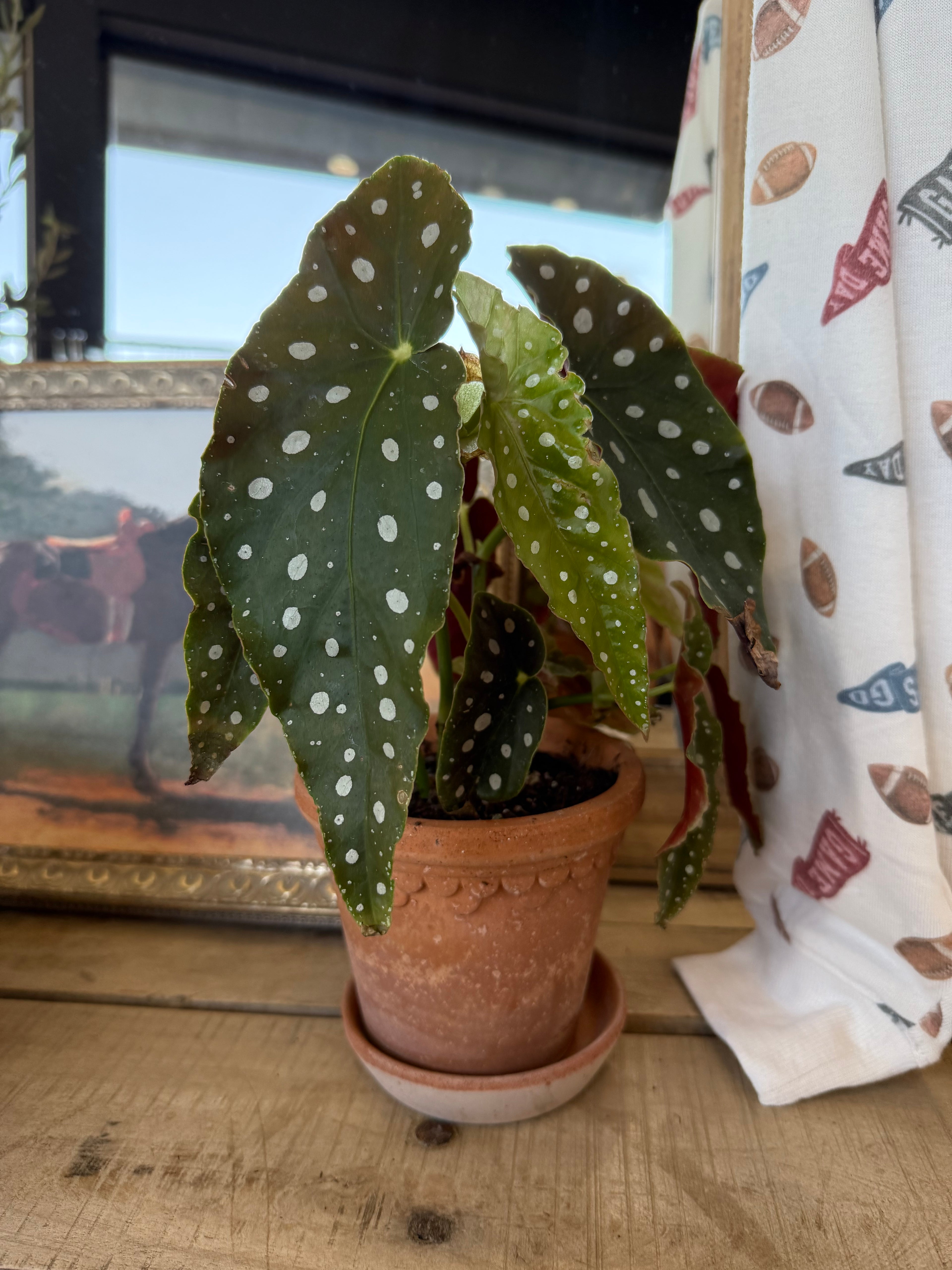 Polka Dot Plant in Pot